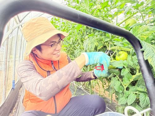 トマト農家での作業の様子