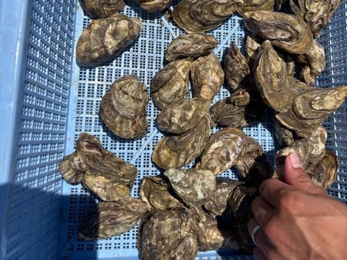 大きく育った食べごろの試験養殖中の牡蠣