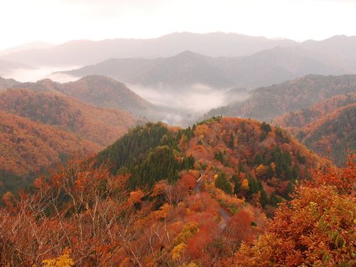 小入谷の雲海と紅葉