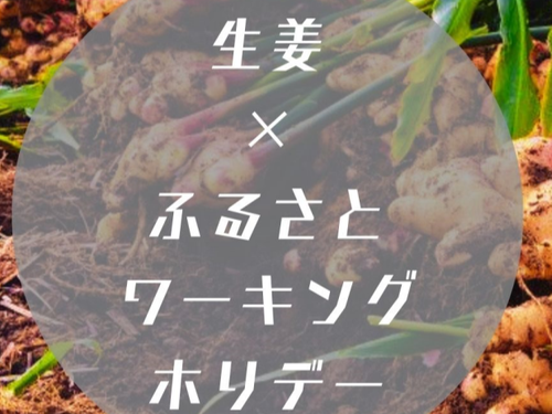 全国シェア4割！高知県が誇る、生姜の収穫体験に汗を流すもよし！