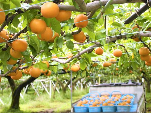 地域の特産物も味わえる。