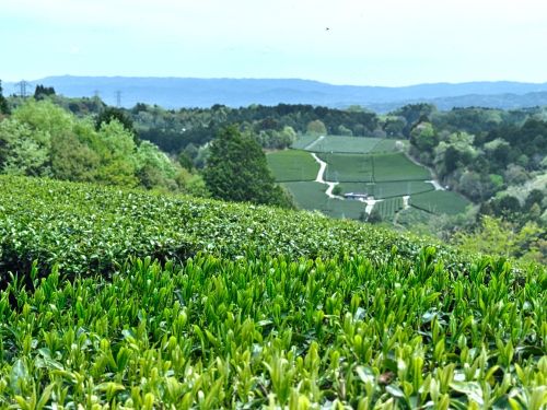 300年の歴史を持つ大和茶