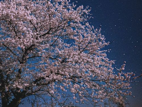 宿前の夜桜