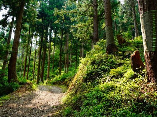 現在施業中の山林、ここが職場です
