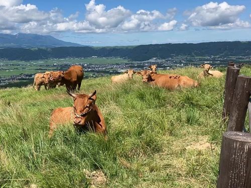 阿蘇パノラマライン沿いの牧野で放牧されている牛