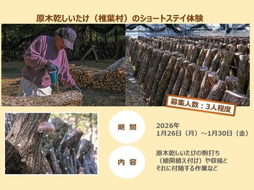 原木乾しいたけの仕事参加者募集（宮崎県東臼杵郡椎葉村）