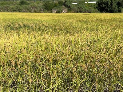 【課題解決】収穫前の伊是名島産のお米