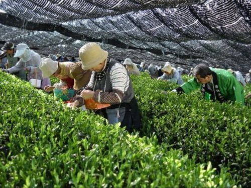 舞鶴茶の茶摘み