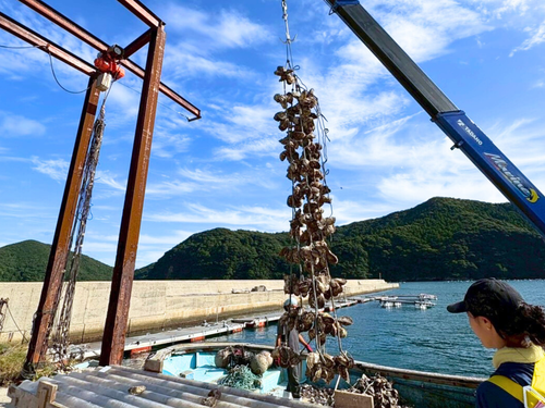いわがきの引き揚げ作業を行う大人の島留学生
