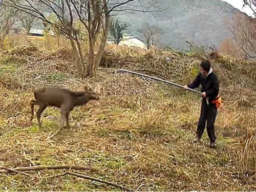 シカの生け捕り