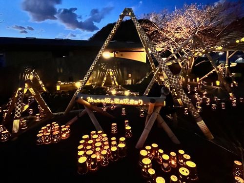夜桜竹あかりの様子
