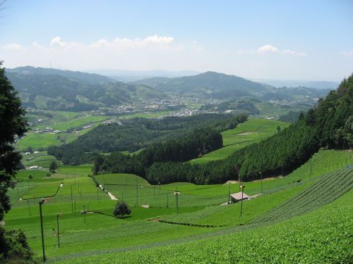 町全体がお茶畑！空気もおいしい茶源郷・和束町
