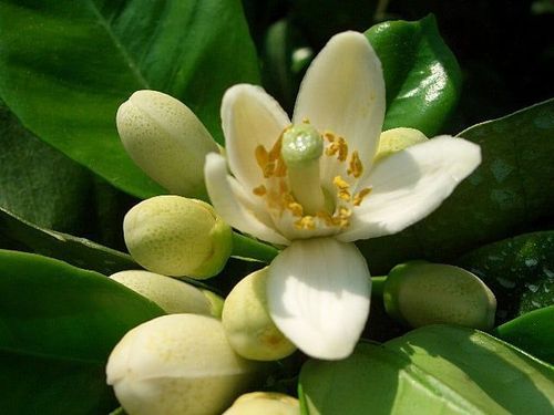 文旦の花