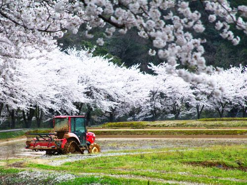 近所に農家さんが住んでいる安心感は、ハンパないです。