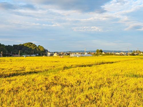 いよいよ収穫　稲刈り前の風景