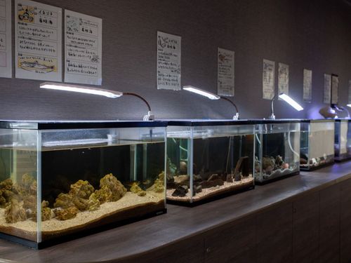 ミニ水族館の展示スペース