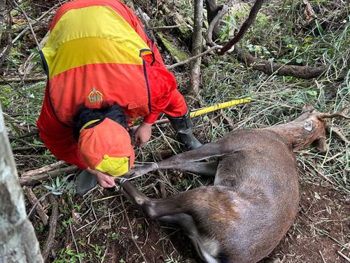 先輩隊員が罠で鹿を捕獲