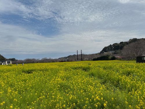 3月の南伊豆は菜の花が楽しめます！