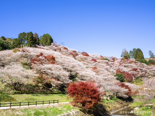 豊田市小原地区四季桜