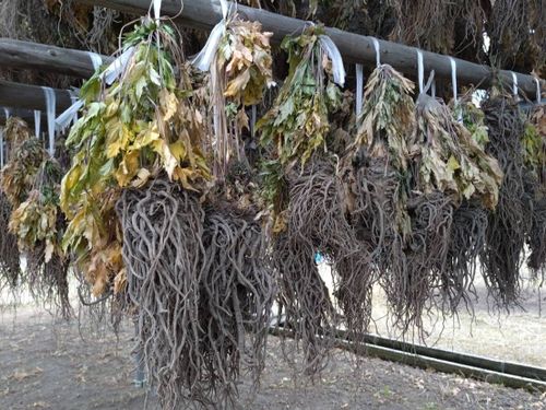 掘り起こした後、土がついたまま２～３カ月程度乾燥させ、次の工程に移ります。