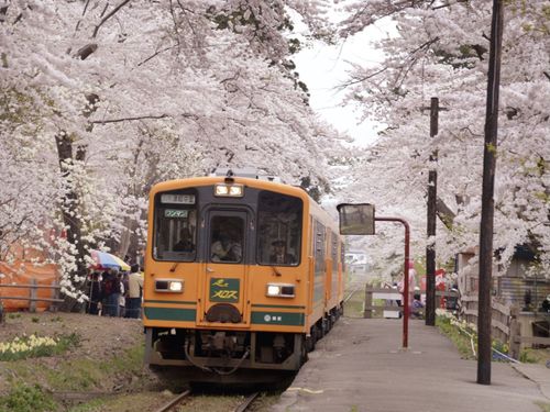 芦野公園の桜