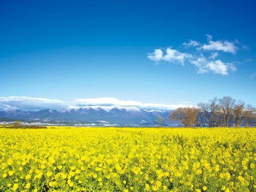 菜の花と比良山