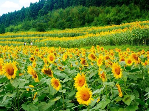 海・山・川が身近にあるまち。