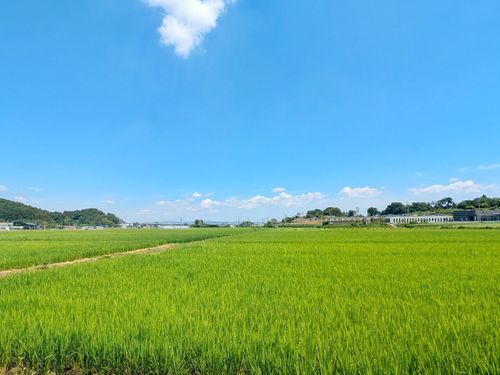 夏は緑が一面に広がり、この季節は稲が揺れ風の流れが見える