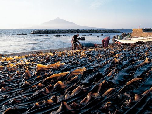 礼文島の主要産業　漁業　昆布干しの様子