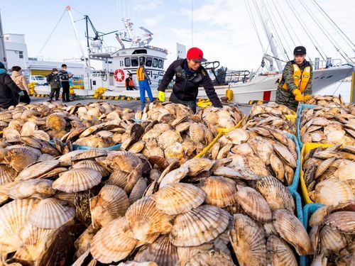 野付の海が育む「海の宝物」。かごいっぱいのホタテは、鮮度もボリュームも満点です。