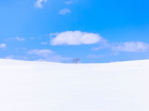 静寂に包まれる冬の牧場。雪原を独り占めするような、贅沢な感動を味わえます。