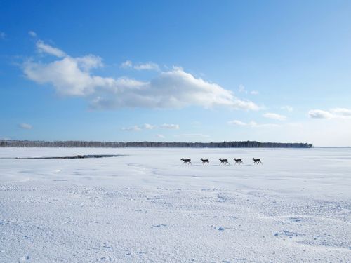  晴天のゲレンデを、鹿の家族がのんびりとお散歩。こんな風景が身近にあります。