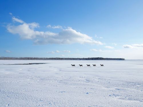晴天のゲレンデを、鹿の家族がのんびりとお散歩。こんな風景が身近にあります。