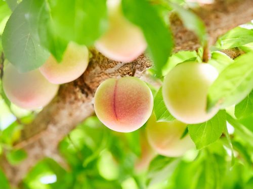 生産量全国No.1のハニーローザ