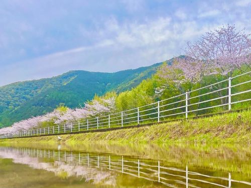 圧巻の桜並木