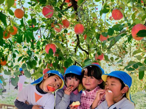 観光りんご園には地域外からも多くの人が訪れます