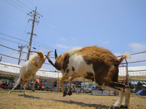 多良間村