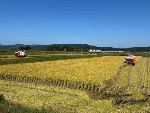 いたるところで見られる広大な稲田