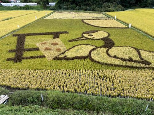 田んぼアート