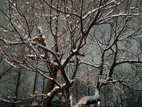 12月には当たり前に雪が降る、北陸・高岡の冬