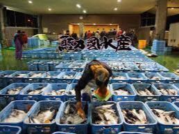 カツオだけのセリが行われる久礼漁協