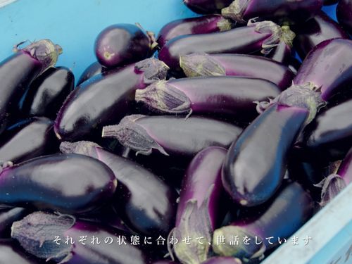 ナス農家の先輩移住者のインタビューも！