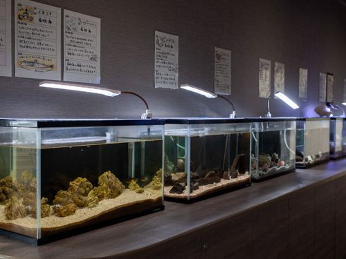 ミニ水族館の展示スペース