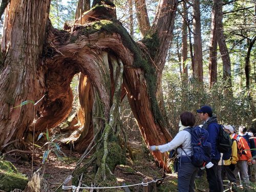 根下がりヒノキ（白髪山）