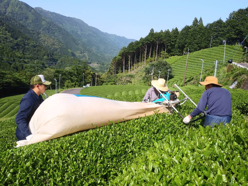 茶葉振興業務