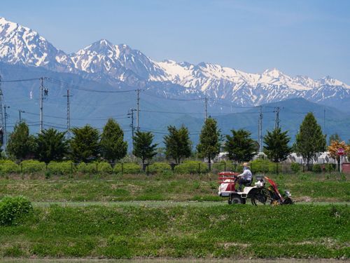 田植えの季節です。天候が合えば、田植えのお仕事も！