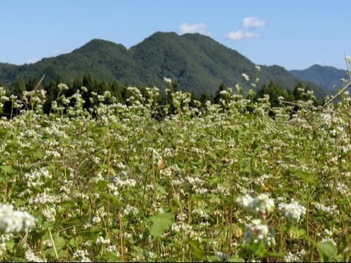 田んぼ一面に咲き揃うソバの花！10月には「ソバの花まつり」が開催。