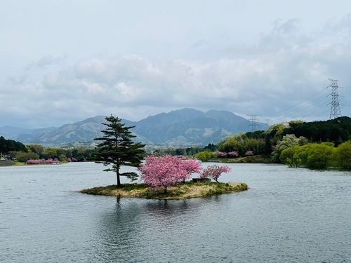 春の日野川ダム