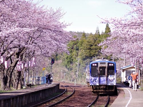能登鉄道から見られる桜