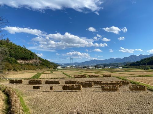 昔ながらの手植え、手刈り、はざ掛け、この景色の中、無肥料無農薬で稲作ができます！